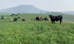 Após chuvas, nova frente fria atinge Uruguaiana a partir de hoje