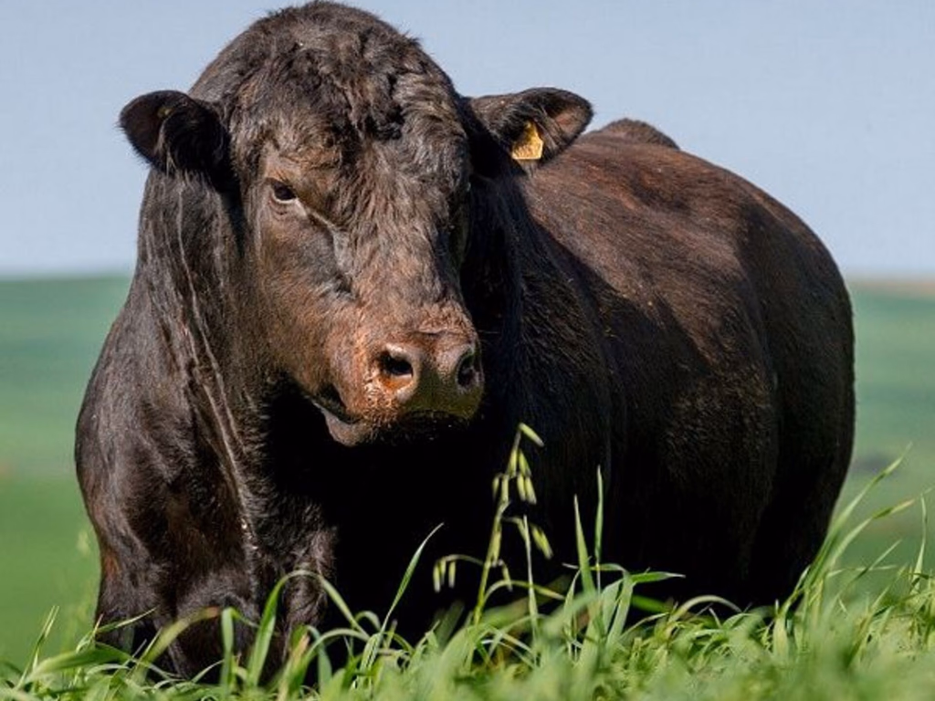 Asbia confirma liderança da Angus na venda de sêmen