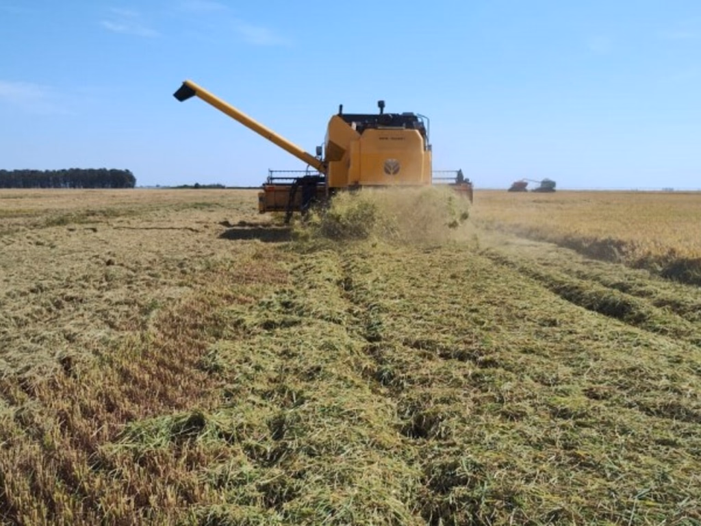 Mesmo com colheita alta, os preços preocupam produtores de arroz