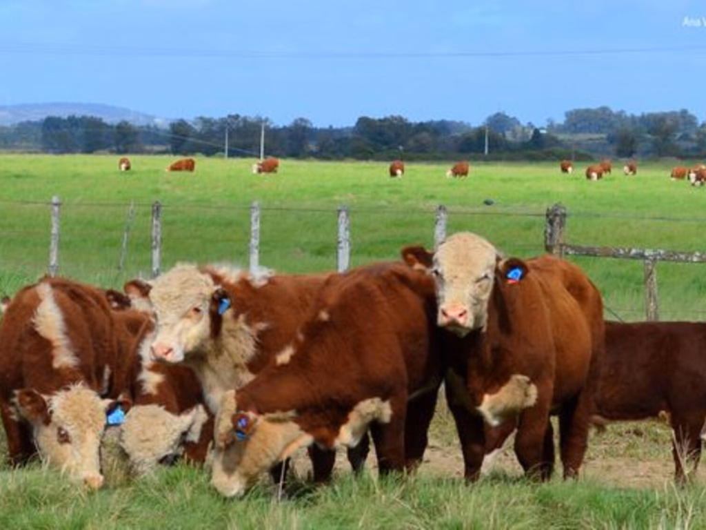 PampaPlus comemora aumento no número de criatórios participantes