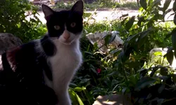 Finalizado asfaltamento da Rua Antônio Monteiro