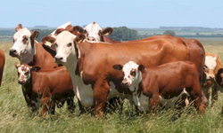 Carcaça Quente versus Carcaça Fria é tema de painel virtual