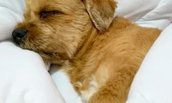 Agricultura familiar é tema de evento