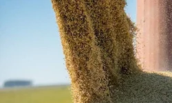 Arrozeiros colhem mais de 12 mil hectares na primeira semana