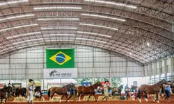 Hereford e Braford chegam com alta em animais inscritos