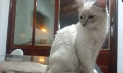 Uruguaiana tem 24 novos casos confirmados nesta terça