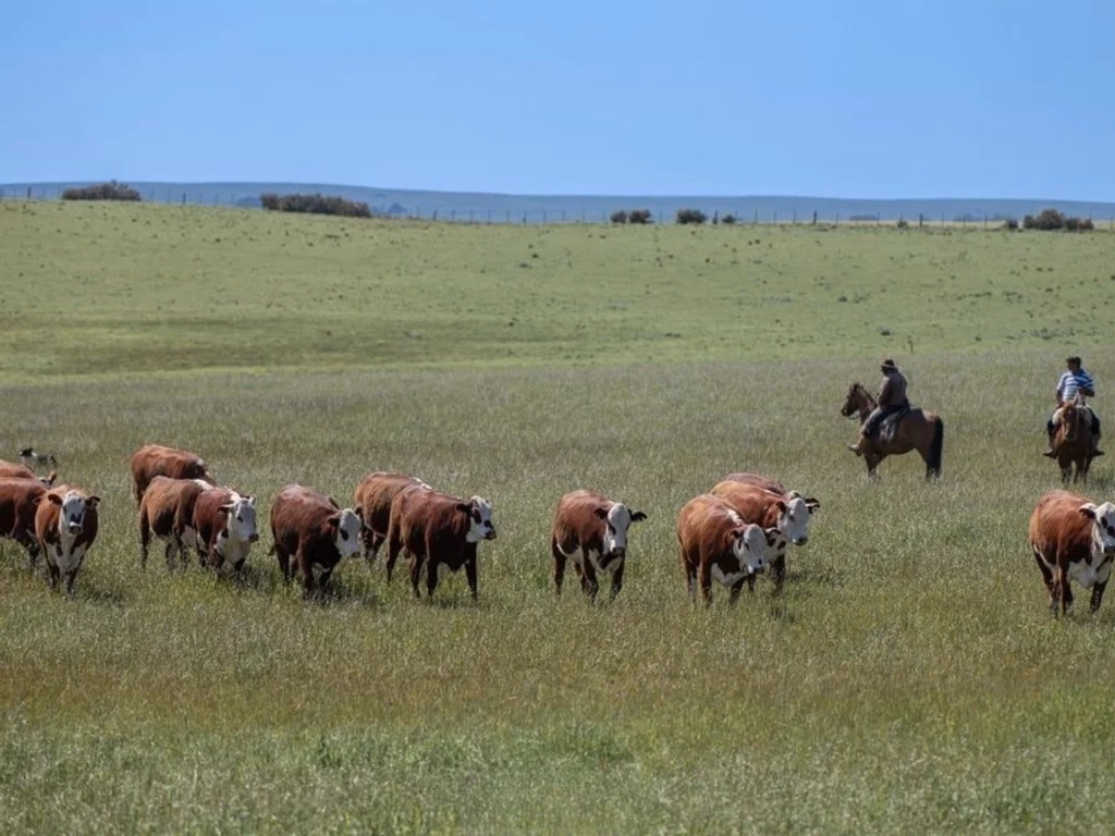 Seleção genética se consolida no controle do carrapato no verão 