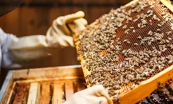 RS tem 15 pedidos para abertura de cursos de Medicina