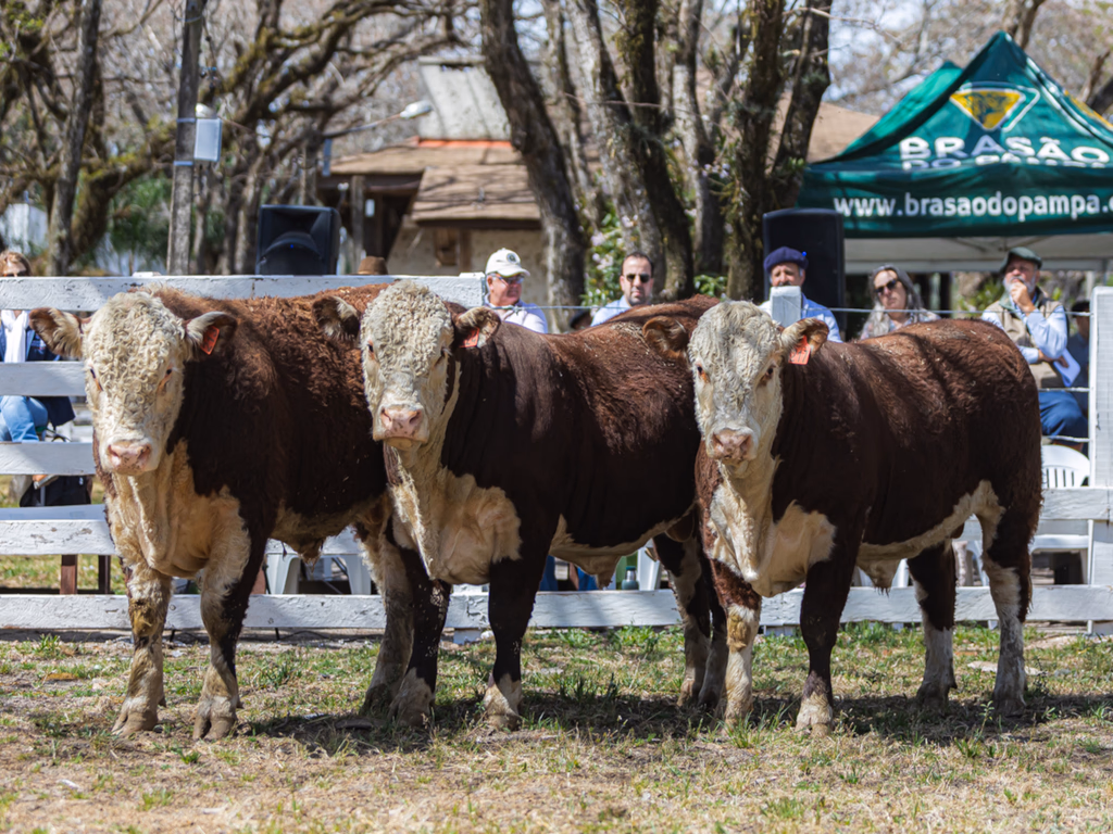 Exposições de primavera abrem novo ciclo do ranking Hereford e Braford