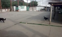 SMS inicia etapa especial para segunda dose