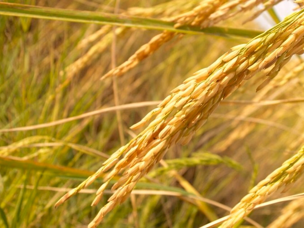 Setor aeroagrícola discute cenários e perspectivas cultura do arroz