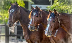 Grêmio domina e vence o Grenal 439