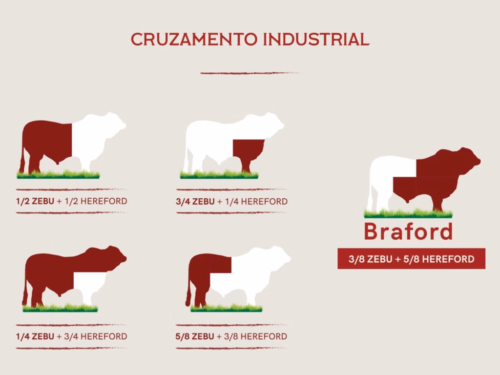 Cruzamento industrial: um animal com melhor desempenho em clima tropical