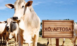 Gestão na Pecuária é tema de evento do CTPEC