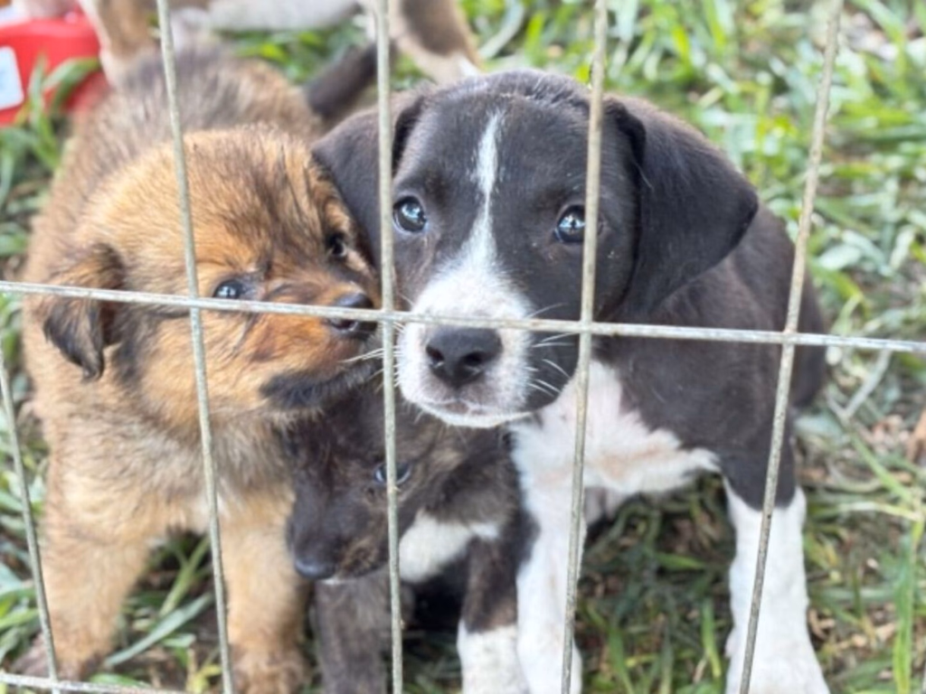Campanha solidária ocorre na Praça Barão do Rio Branco