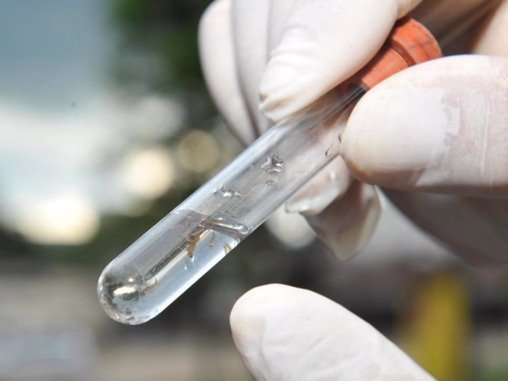 Número de mortes por dengue no Estado aumenta