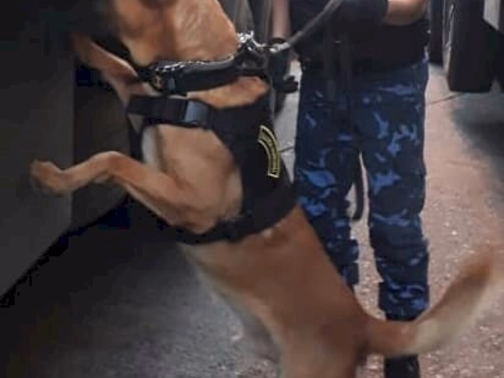 Canil da Romu é surpreendido por abelhas; dois cães não resistem