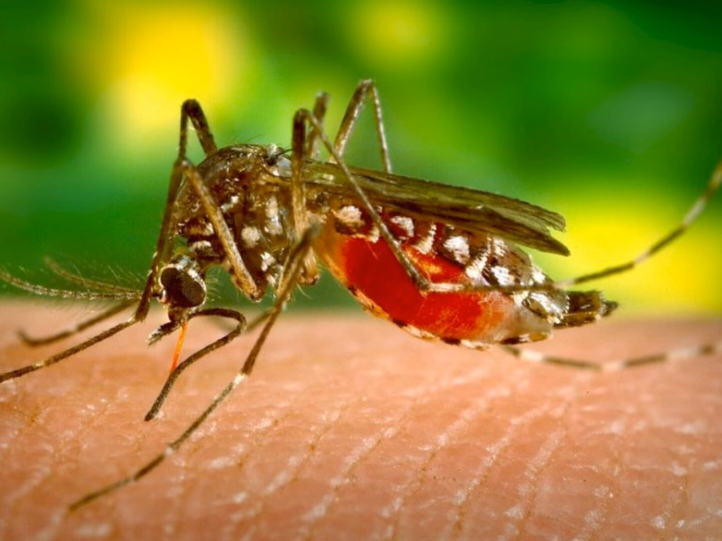 Uruguaiana tem 32 casos notificados de dengue