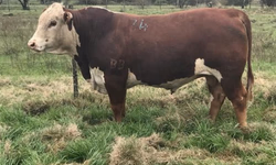 Seapa suspende multa para quem perdeu prazo de vacinação