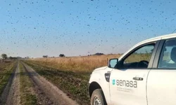 Ministério da Agricultura declara emergência fitossanitária no RS e SC