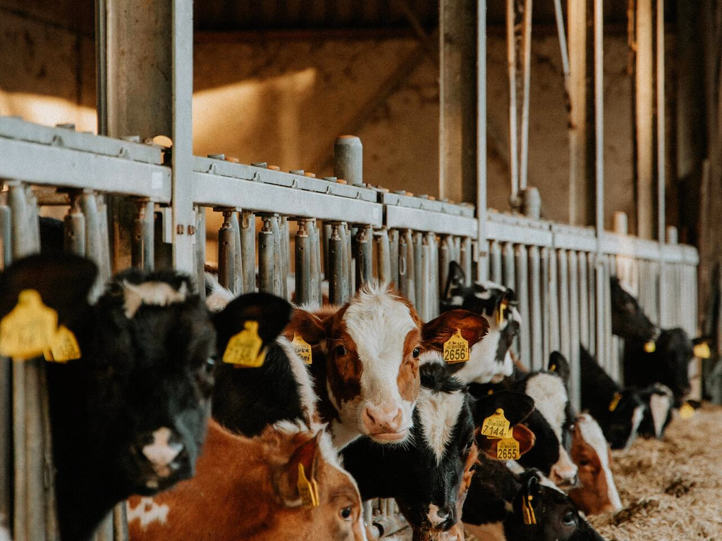 Produtores têm dia 30 para fazer a Declaração Anual de Rebanho