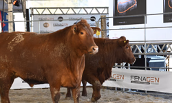 Conexão Delta G define reprodutores que irão compor bateria do Programa Touro Jovem