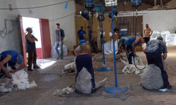 ABHB teve número expressivo de registros genealógicos em 2022