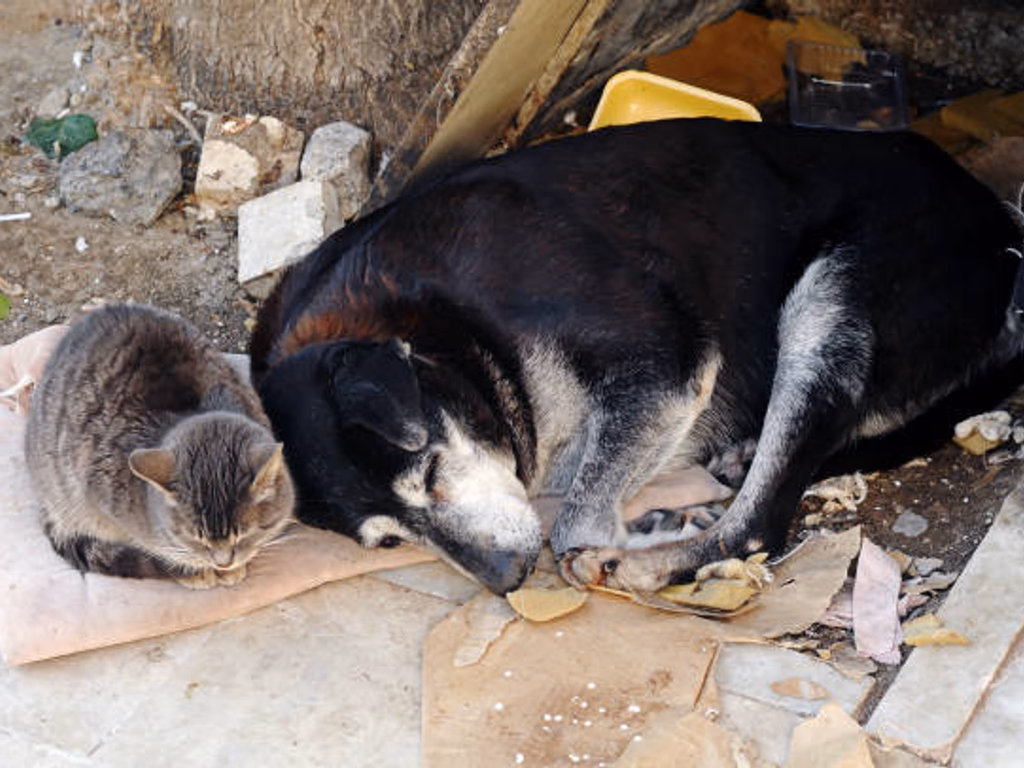 Abril Laranja reforça combate aos maus-tratos contra animais