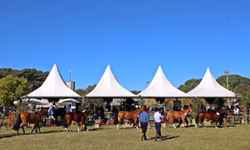 Uruguai seleciona conjuntos para a final do Freio de Ouro