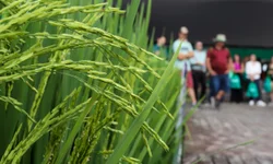 Carteira de habilitação agora custa cerca de R$ 500 