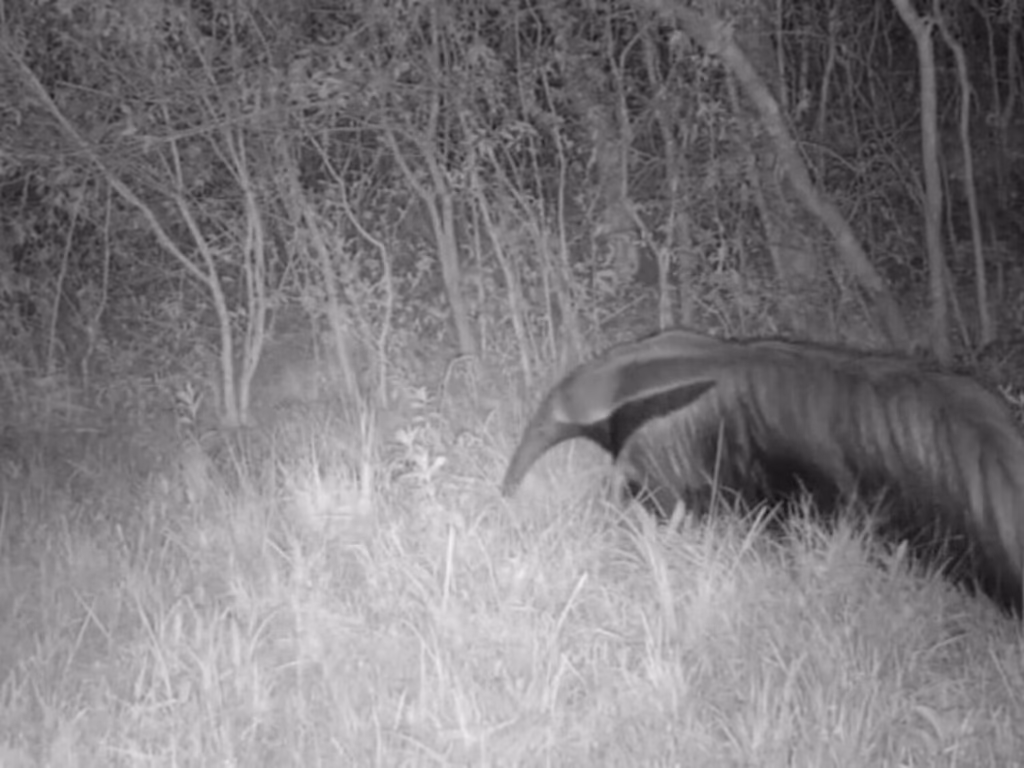 Espécie de tamanduá considerada extinta é visto no Parque do Espinilho