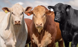 Vencedores da Prova de Eficiência Alimentar serão conhecidos no próximo dia 27