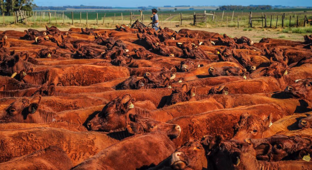 ANC supera 100 mil registros em 2025 e avança 65% em um ano