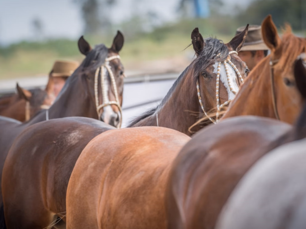 Calendário de Credenciadoras abre portas para o Freio de Ouro