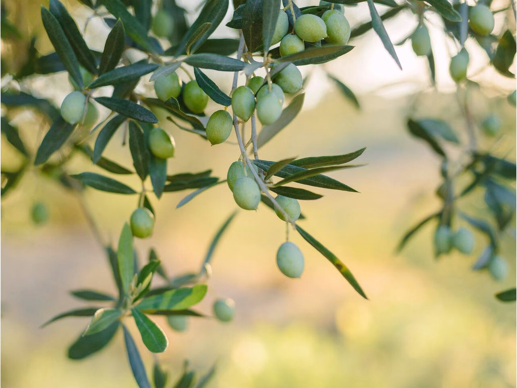 Produção de azeite de oliva aumentou 29% no Rio Grande do Sul