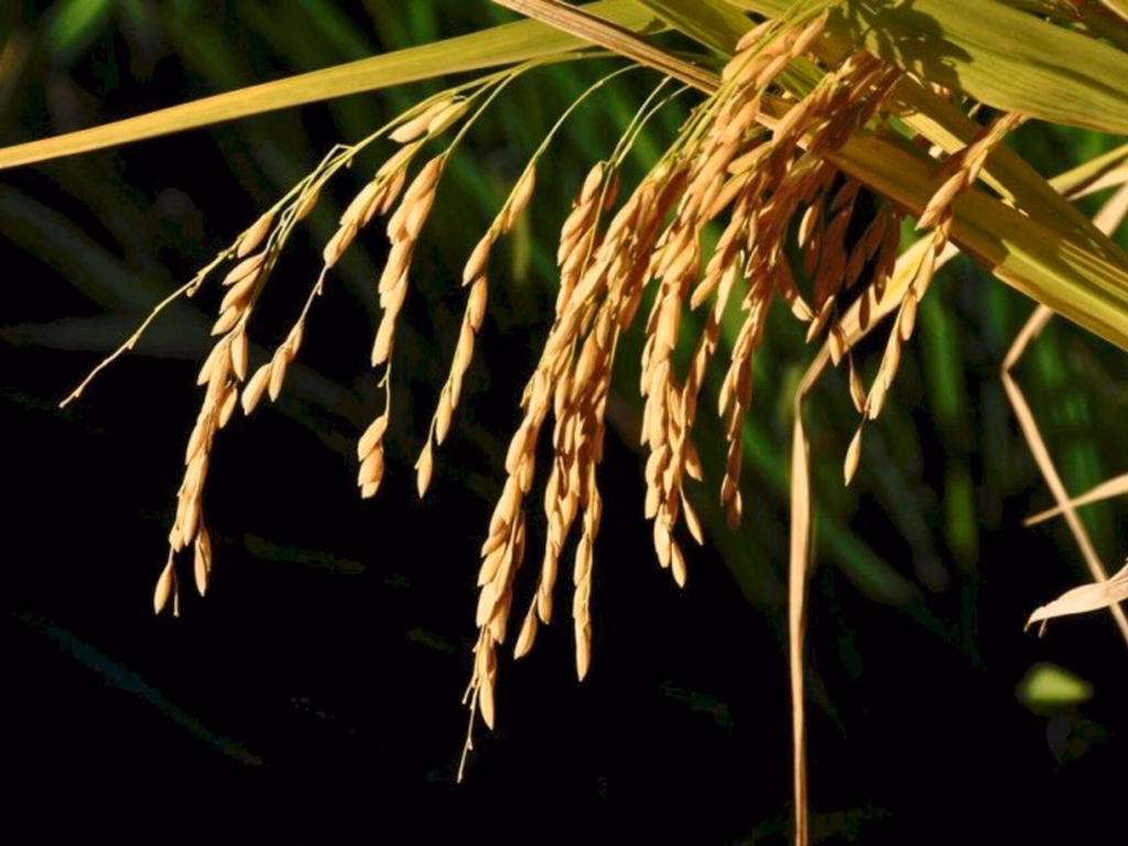Safra do arroz deve alcançar oito milhões de toneladas no Estado