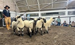 Agrovino fecha 18ª edição com R$ 1,416 milhão movimentados em negócios