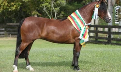 Atletas da dupla GreNal voltam aos treinos após paralisação