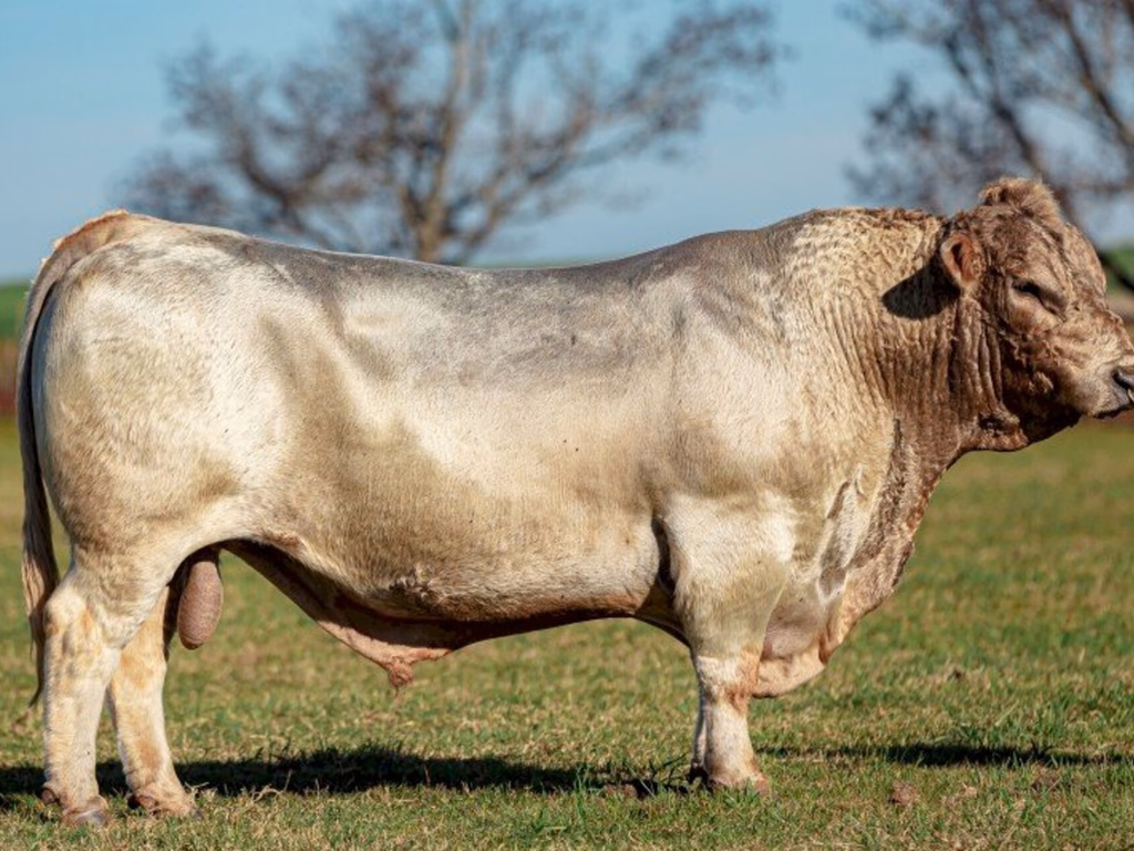 Raça de bovinos será estreante em feiras no país