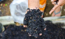 Uruguaiana aparece em sétimo lugar no segmento da Agropecuária