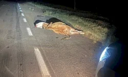 Imagens de fetos nas redes sociais choca população