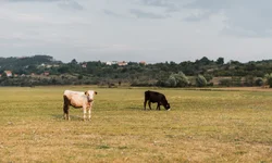 RS tem o maior percentual de abstenção do país no Enem 2024