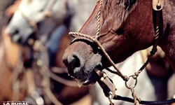 Fenagen Promebo valoriza genética bovina de elite e movimenta negócios