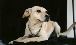 Uruguaiana pode ter mês de combate aos maus tratos contra animais