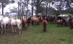 SMS orienta para vacinação até 21 de julho