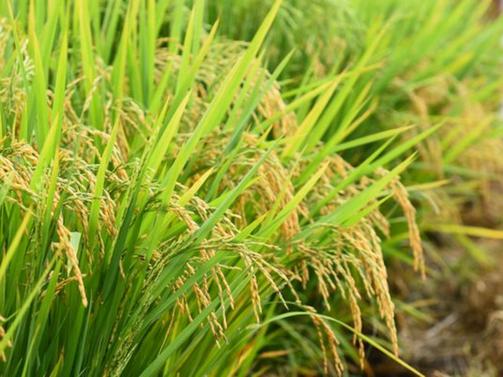 Federarroz recomenda cuidados na aplicação de agroquímicos