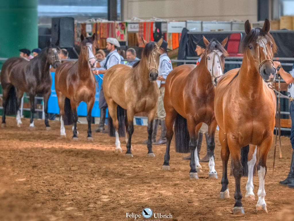 Brasil começa liderando o Freio da FICCC 2023
