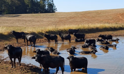 ABHB teve número expressivo de registros genealógicos em 2022