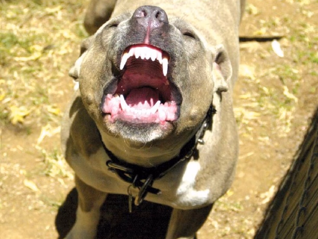 Idoso morre após ataque de cães