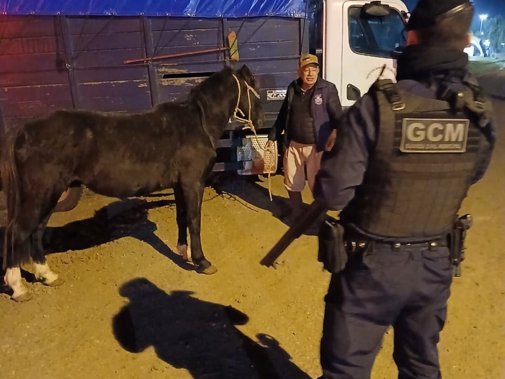 Animais soltos são recolhidos em acessos e rodovias